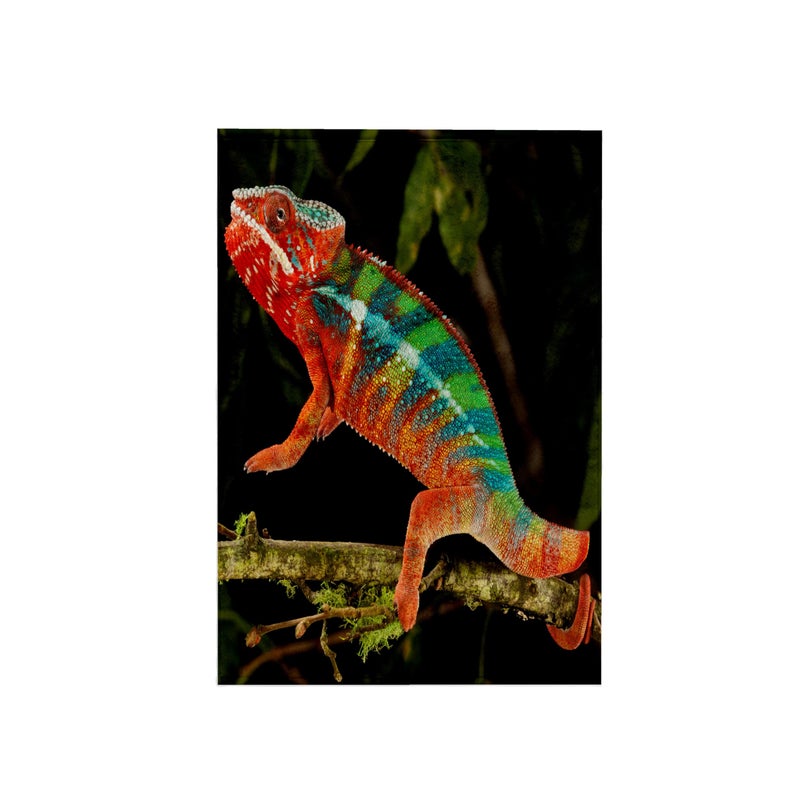 3DROSE 3D Rose Rainbow Panther Chameleon-Lizard in Madagascar-Na02 Dno0833-David Northcott Towel, 15" x 22" - Image 1